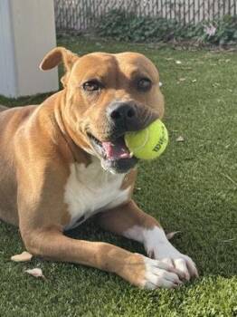 Bowser -  Pit Bull Terrier and Mixed Breed Dog for Adoption in Gainesville, Florida - Bowser | PetCurious