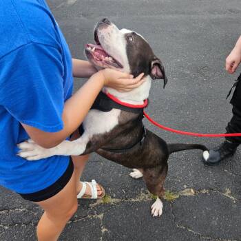 Manny -  Pit Bull Terrier and Mixed Breed Dog for Adoption in Tomah, Wisconsin - Manny | PetCurious