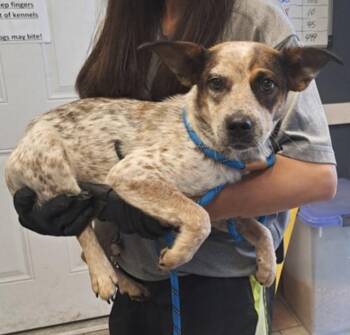 Reba -  Cattle Dog Dog for Adoption in Hollister, Missouri - Reba | PetCurious