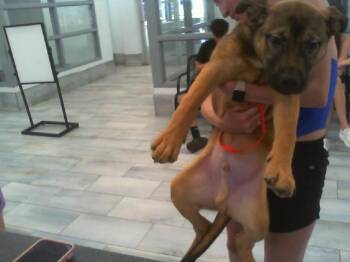 HERCULES -  German Shepherd Dog Dog for Adoption in Charlotte, North Carolina - HERCULES | PetCurious