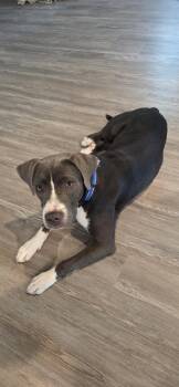 Petey Pablo -  Pit Bull Terrier Dog for Adoption in Newport, Kentucky - Petey Pablo | PetCurious