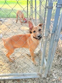 Rescue Black Mouth Cur Dogs for Adoption in Kentwood, Louisiana - Memphis | PetCurious