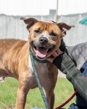 Rockout -  Mixed Breed Dog for Adoption in Chamblee, Georgia - Rockout | PetCurious