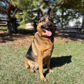 German Shepherd Dog Dogs Available for Adoption in Fargo, North Dakota - Portia | PetCurious