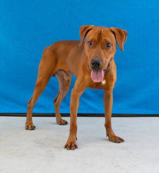 MACK -  Retriever Dog for Adoption in Pasadena, California - MACK | PetCurious