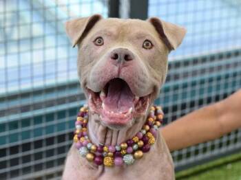 Wyona -  Mixed Breed Dog for Adoption - Wyona | PetCurious