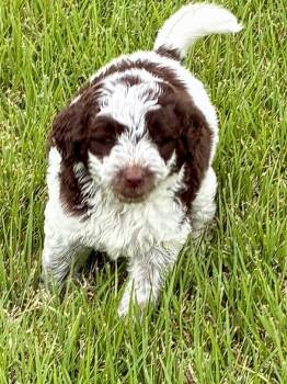 Bear, Benji -  Goldendoodle and Poodle Dog for Adoption - Bear, Benji | PetCurious
