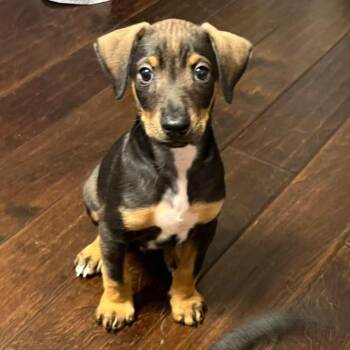 Doberman Pinscher and Mixed Breed Dogs Available for Adoption in Chino Hills, California - Bruno C000-088 * Available 5/16 * Costa Mesa Location | PetCurious