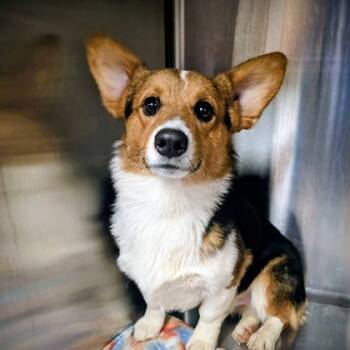 Rescue Cardigan Welsh Corgi Dogs for Adoption in Beatrice, Nebraska - Sprite | PetCurious