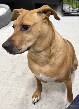 Hound Dogs Available for Adoption in Mansfield, Connecticut - Daisy | PetCurious