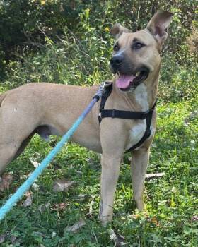 Rescue Labrador Retriever and Mixed Breed Dogs for Adoption in Twinsburg, Ohio - Beardsley | PetCurious