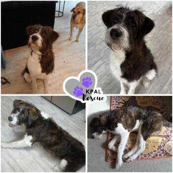Poodle and Akita Dogs Available for Adoption in Kenai, Alaska - Buddah | PetCurious