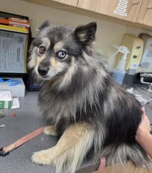 Matilda -  Pomeranian and Siberian Husky Dog for Adoption in Kennewick, Washington - Matilda | PetCurious