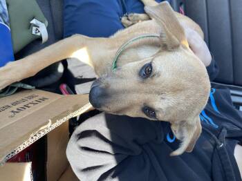 Tilda -  German Shepherd Dog Dog for Adoption in Duxbury, Massachusetts - Tilda | PetCurious