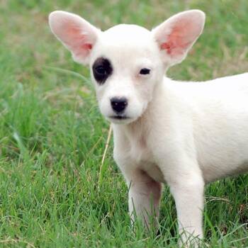 Minnie -  Australian Shepherd and Terrier Dog for Adoption in Madisonville, Texas - Minnie | PetCurious