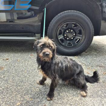 Frodo -  Wirehaired Dachshund and Mixed Breed Dog for Adoption in Greenville, South Carolina - Frodo | PetCurious