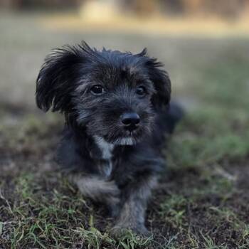 Winnie -  Schnauzer and Terrier Dog for Adoption in Mansfield, Texas - Winnie | PetCurious
