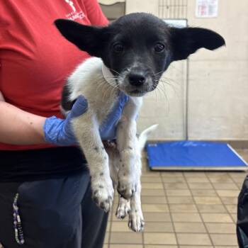 Terrier Dogs Available for Adoption in Birmingham, Alabama - Dinky | PetCurious
