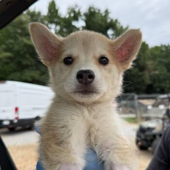 For You Page -  Husky Dog for Adoption in Columbia, South Carolina - For You Page | PetCurious