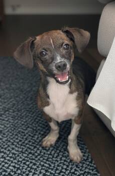 Boop -  Chihuahua and Miniature Dachshund Dog for Adoption in Baton Rouge, Louisiana - Boop | PetCurious