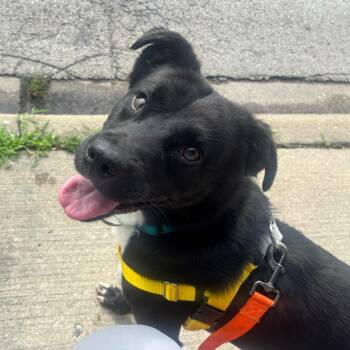 Jellybean -  Mixed Breed Dog for Adoption in Skokie, Illinois - Jellybean | PetCurious