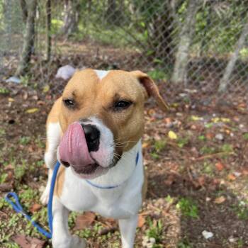 Butterz -  Mixed Breed Dog for Adoption - Butterz | PetCurious