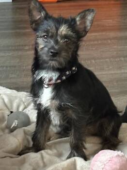 Pebbles -  Terrier Dog for Adoption in Lafayette, Colorado - Pebbles | PetCurious