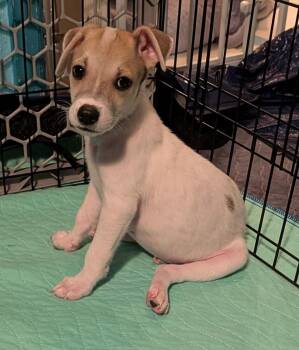 LOTUS -  Chihuahua and Jack Russell Terrier Dog for Adoption in Broomfield, Colorado - LOTUS | PetCurious