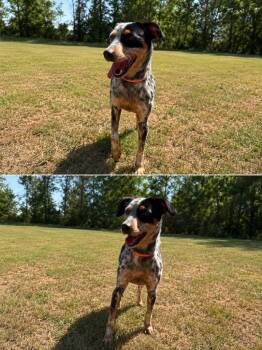 Lilly -  Cattle Dog and Mixed Breed Dog for Adoption in Russellville, Kentucky - Lilly | PetCurious