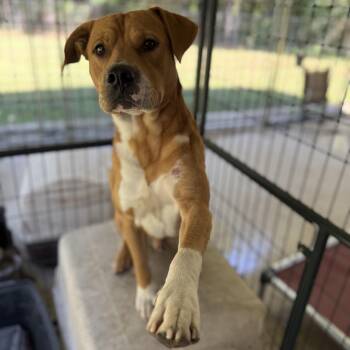 Rescue Boxer Dogs for Adoption in Elberton, Georgia - Peanut 11898 | PetCurious