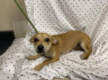 Chihuahua and Mixed Breed Dogs Available for Adoption in Modesto, California - A609817 | PetCurious