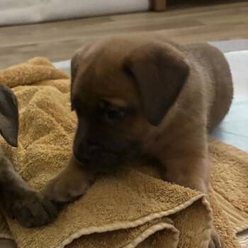 Retriever and Shepherd Dogs Available for Adoption - NY Varrick Avail Feb 14 (Tractor Supply Patterson) | PetCurious