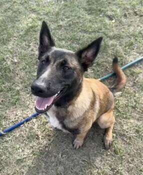 Mia - Super sweet and smart malinois -  Belgian Shepherd Malinois Dog for Adoption in Houston, Texas - Mia - Super Sweet And Smart Malinois | PetCurious