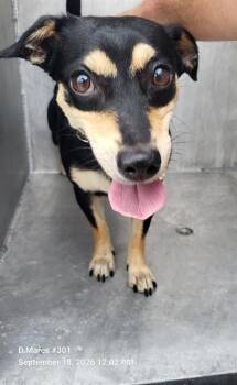 MISTY -  Chihuahua Dog for Adoption in San Antonio, Texas - MISTY | PetCurious