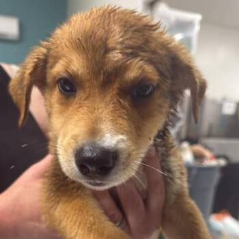 Big T -  Mixed Breed Dog for Adoption in Fredericksburg, Virginia - Big T | PetCurious
