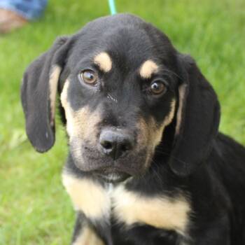 Hound Dogs Available for Adoption in Eaton, Ohio - Rumble | PetCurious