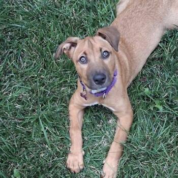 Cassie -  Black Mouth Cur and Mixed Breed Dog for Adoption in Merriam, Kansas - Cassie | PetCurious