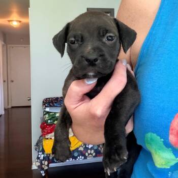 Spicy -  Pit Bull Terrier Dog for Adoption - Spicy | PetCurious