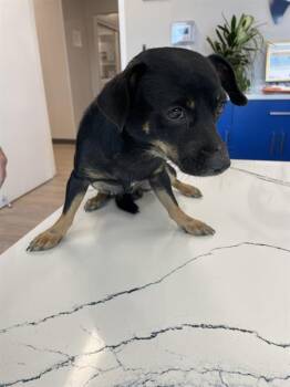 A138748 -  Mixed Breed Dog for Adoption in Palmetto, Florida - A138748 | PetCurious