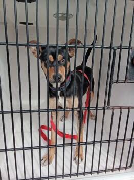 Mixed Breed Dogs Available for Adoption in Mobile, Alabama - Herbie | PetCurious