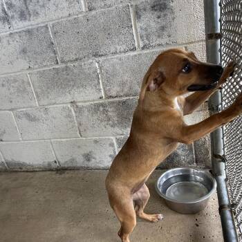 Dipsy -  Dachshund and Mixed Breed Dog for Adoption in Edinburg, Texas - Dipsy | PetCurious