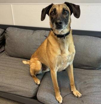 Andre -  Mixed Breed Dog for Adoption in Lansing, Michigan - Andre | PetCurious