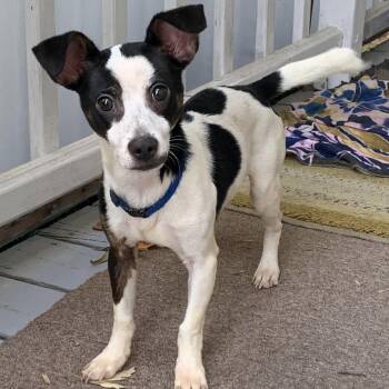 Licorice 2026 -  Rat Terrier and Jack Russell Terrier Dog for Adoption in Cincinnati, Ohio - Licorice 2026 | PetCurious