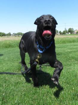 Dougal -  Labrador Retriever Dog for Adoption in Van Wert, Ohio - Dougal | PetCurious