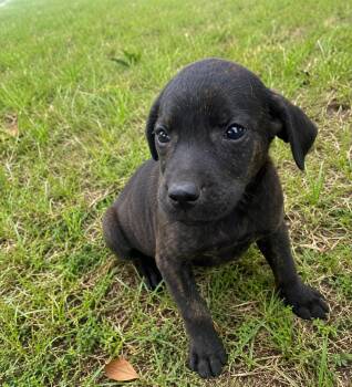 Summer -  Australian Shepherd and Hound Dog for Adoption in Glocester, Rhode Island - Summer | PetCurious