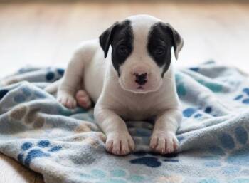 Jax -  Labrador Retriever and Boxer Dog for Adoption in Crown Point, Indiana - Jax | PetCurious