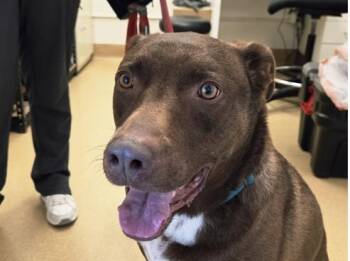 Rescue Labrador Retriever Dogs for Adoption in San Clemente, California - SCOUT | PetCurious