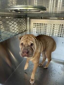 Rescue Shar Pei and Mixed Breed Dogs for Adoption in Fort Worth, Texas - Coco | PetCurious