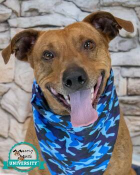 Terrier and Hound Dogs Available for Adoption - Cupid | PetCurious