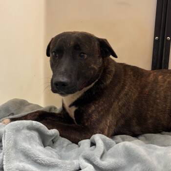 Mixed Breed Dogs Available for Adoption in Memphis, Tennessee - Grizz | PetCurious